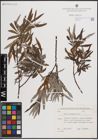 Foto von Salix eleagnos Scop.